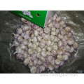 Fresh Normal White Garlic Crop 2019